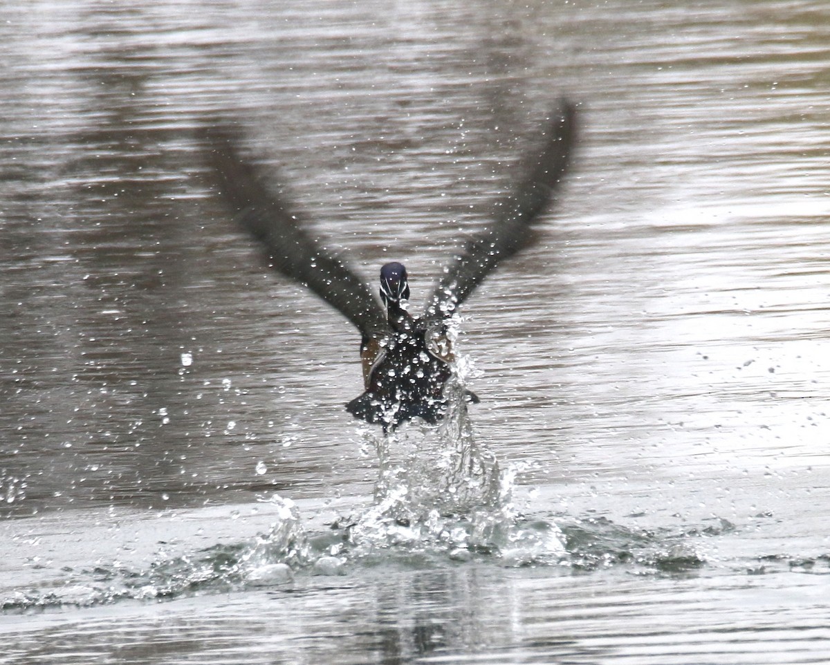 Wood Duck - ML645693527