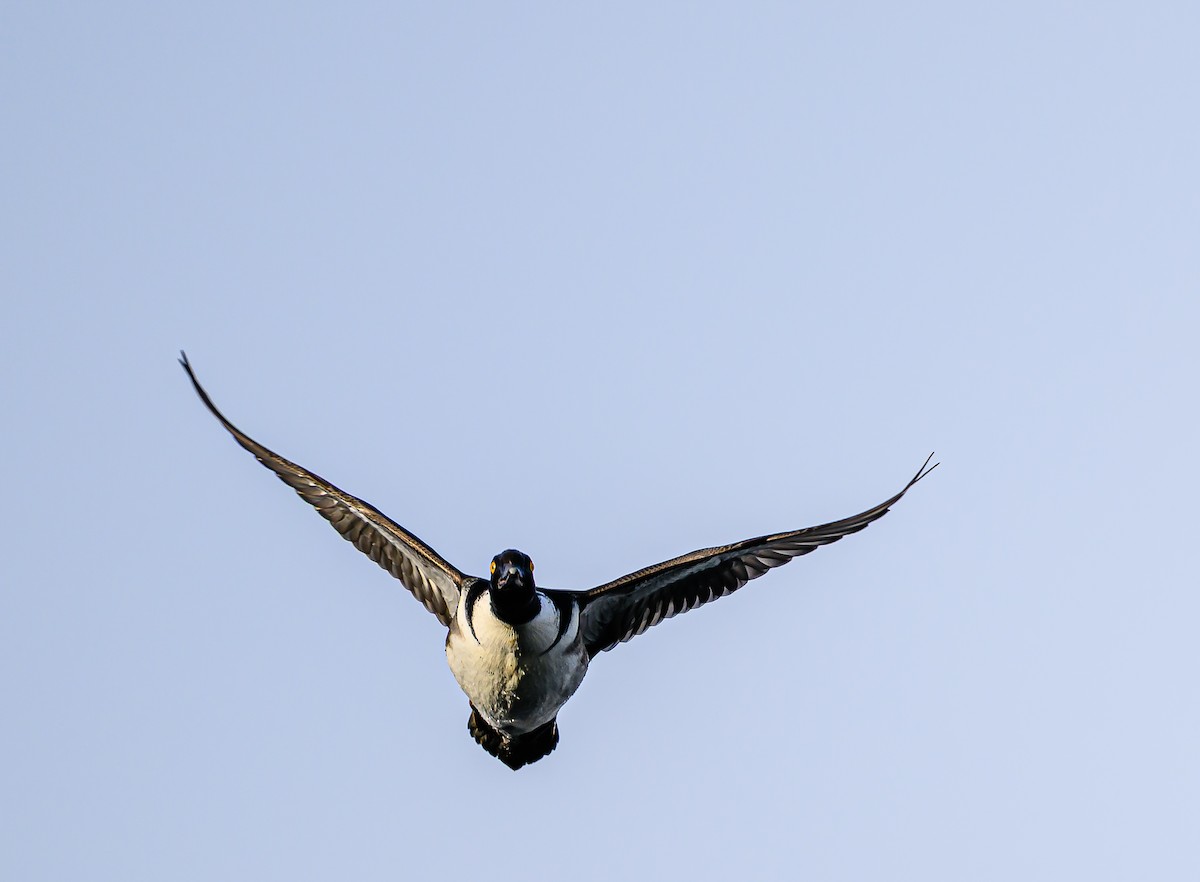 Hooded Merganser - ML645693528