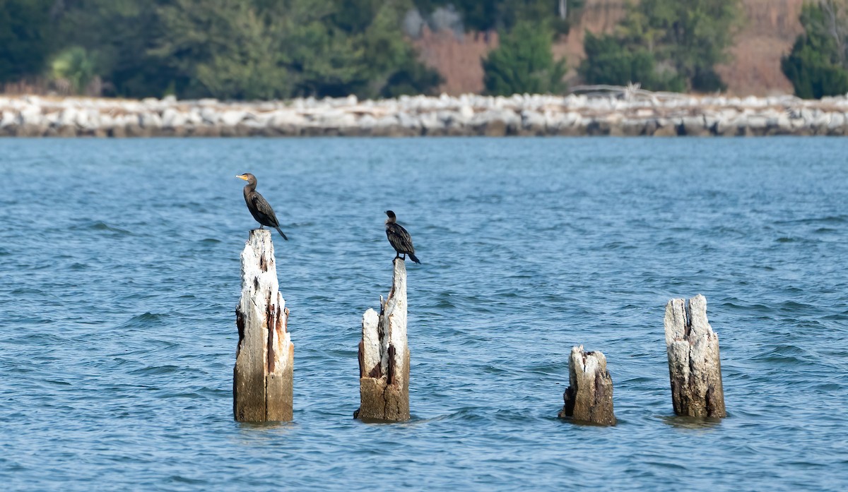 Double-crested Cormorant - ML645693529