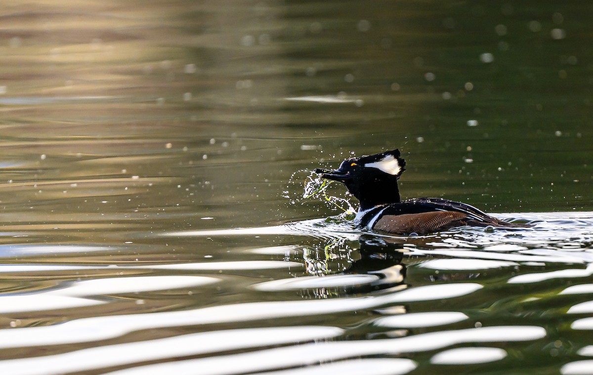 Hooded Merganser - ML645693530