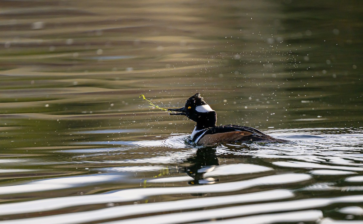 Hooded Merganser - ML645693531
