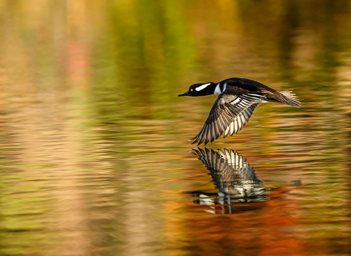 Hooded Merganser - ML645693532