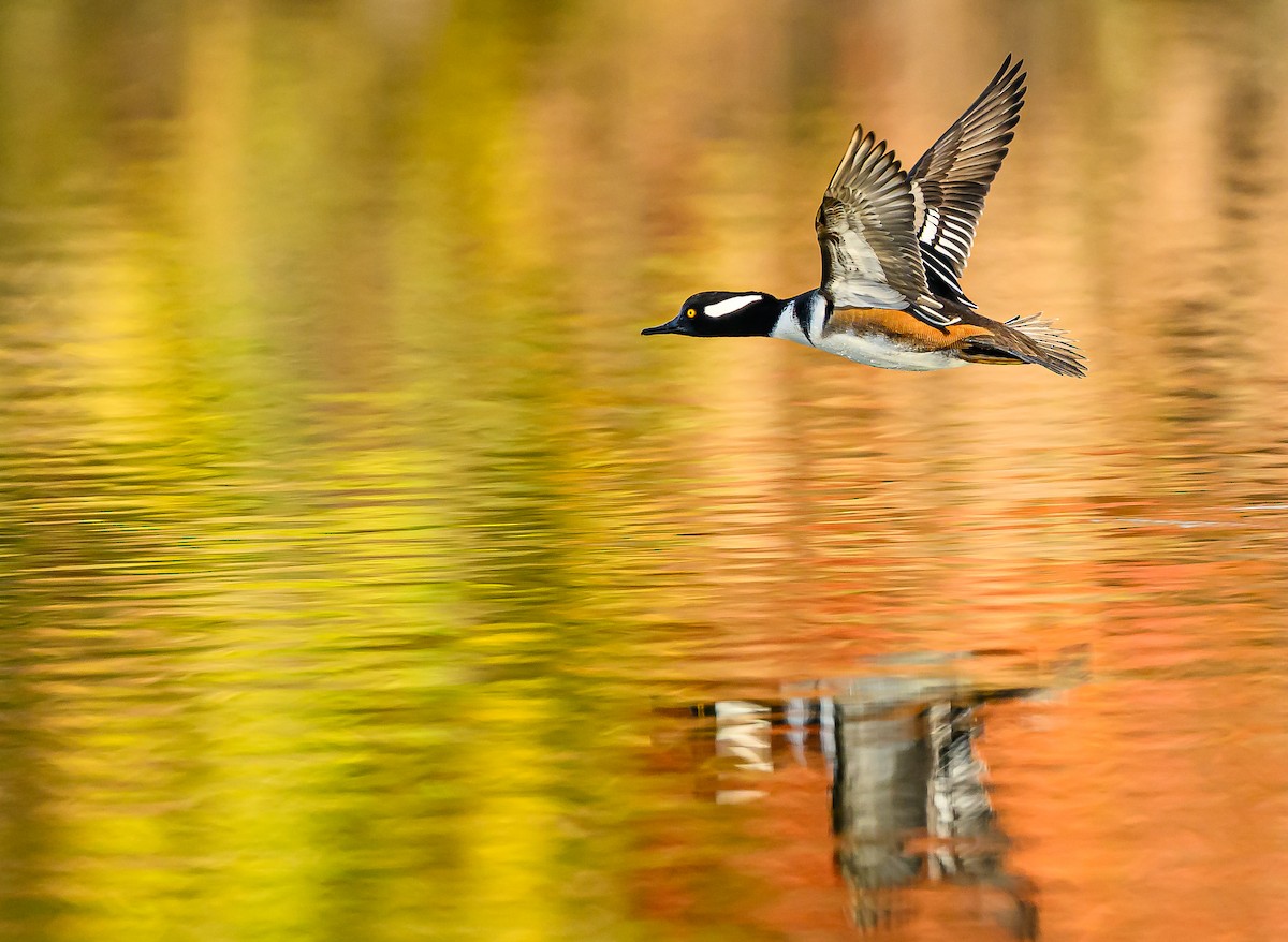 Hooded Merganser - ML645693533
