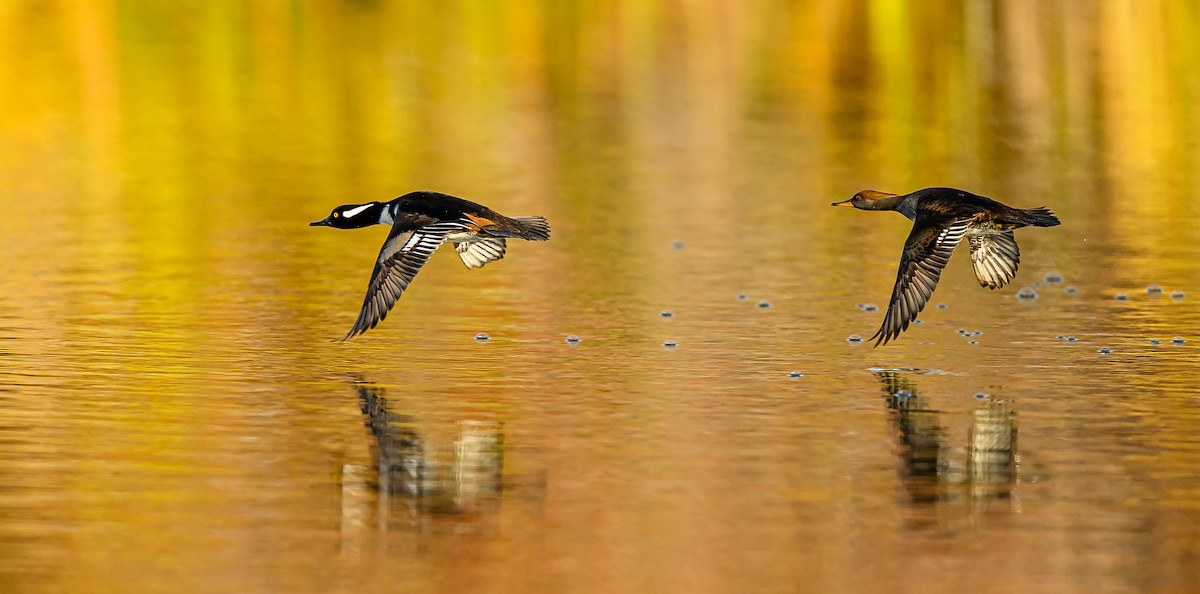 Hooded Merganser - ML645693535