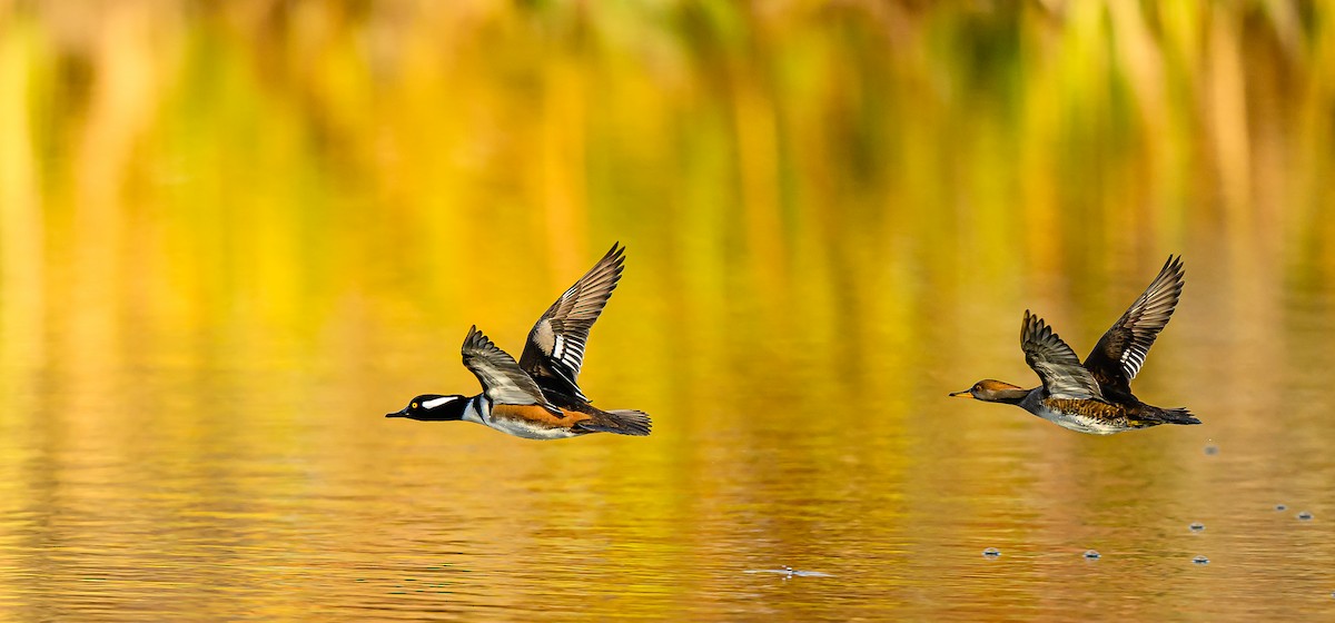 Hooded Merganser - ML645693536