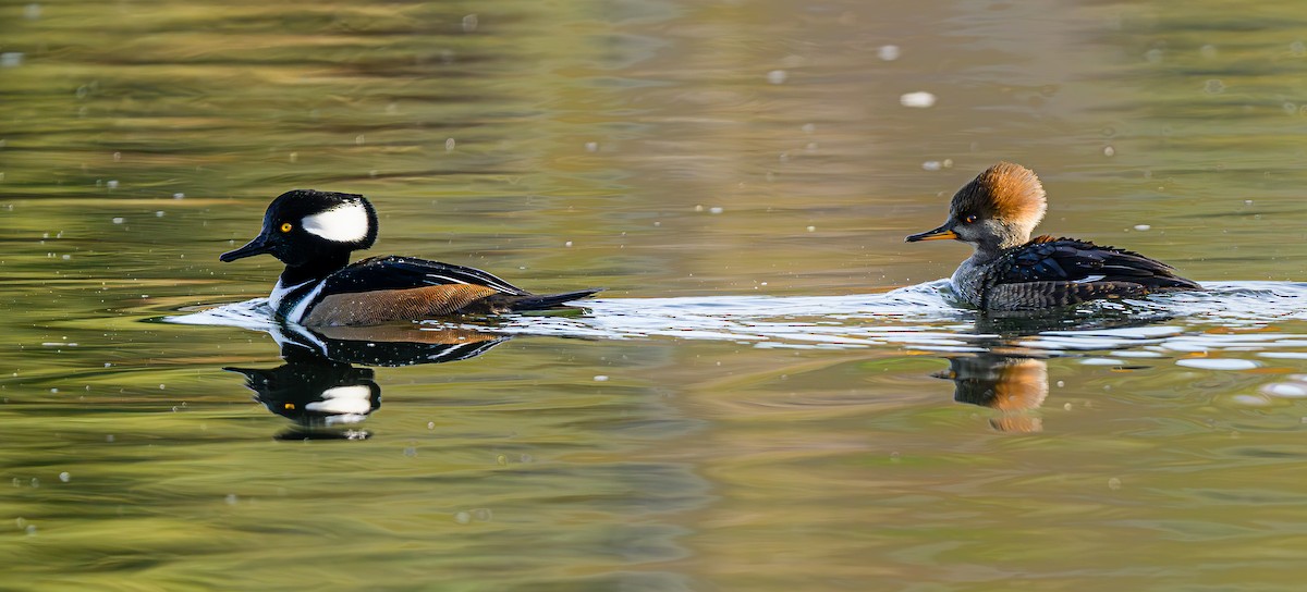 Hooded Merganser - ML645693537