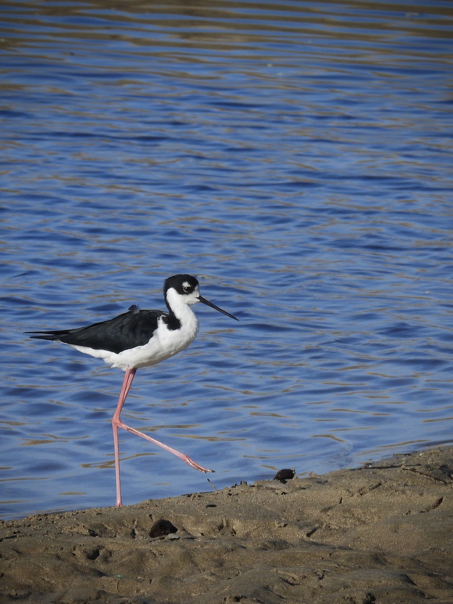 Black-necked Stilt - ML645693538