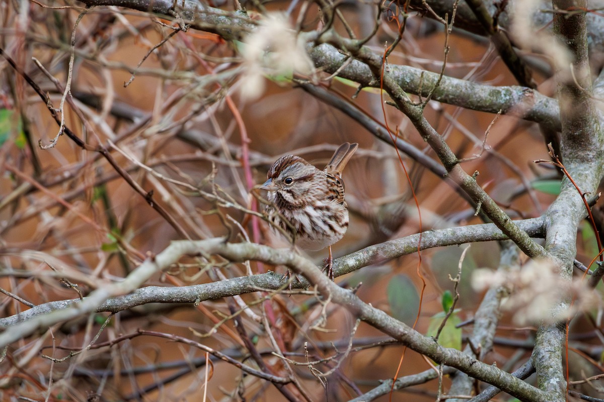Song Sparrow - ML645693539