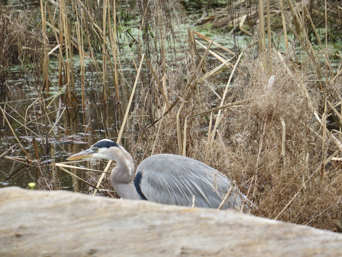 Great Blue Heron - ML645693540
