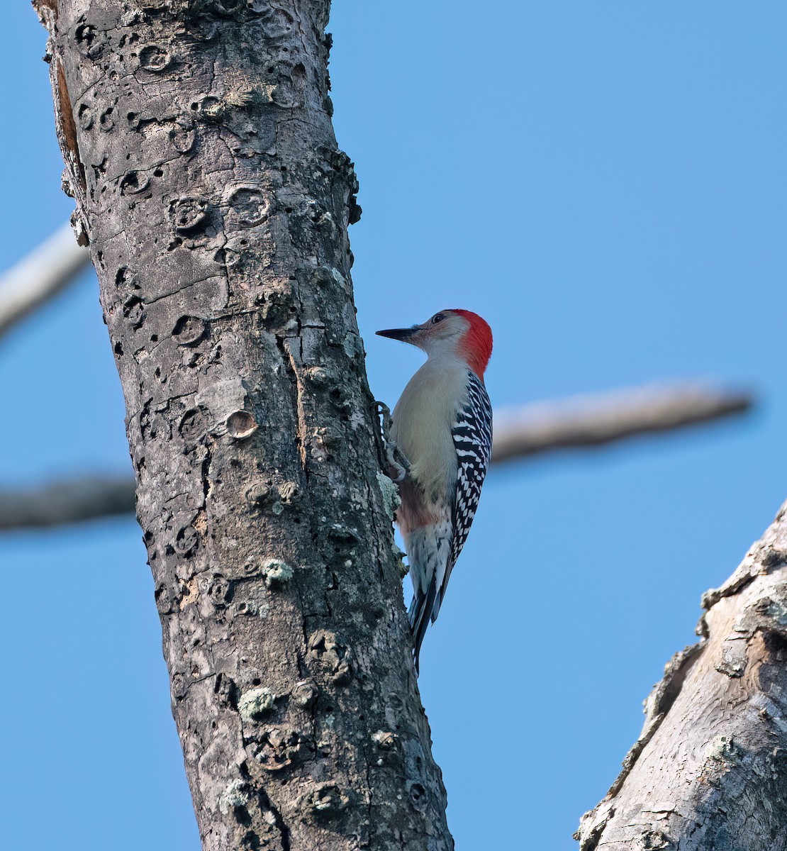 Red-bellied Woodpecker - ML645693543