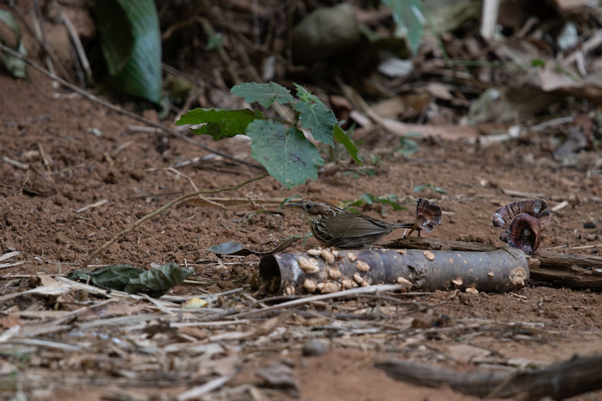 Puff-throated Babbler - ML645693544