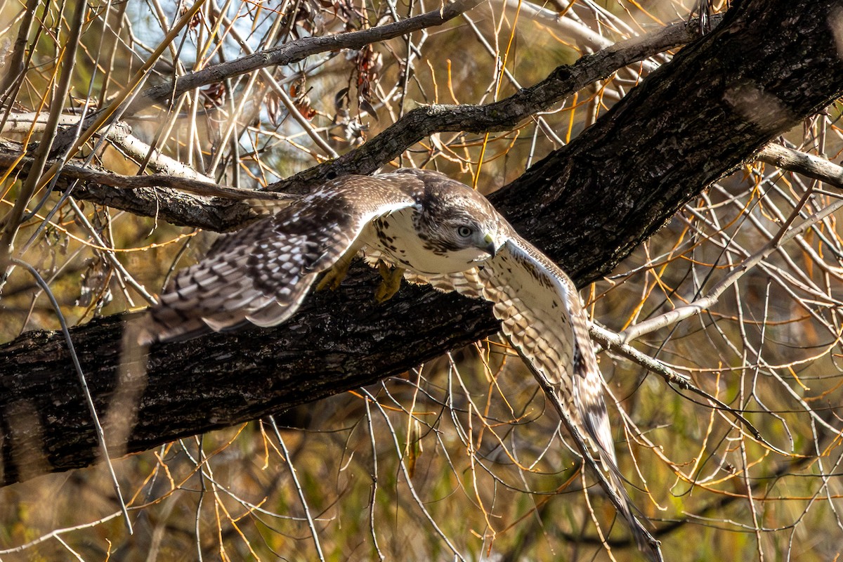 Poiana codarossa - ML645693551