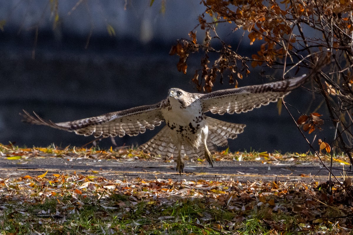 Poiana codarossa - ML645693553