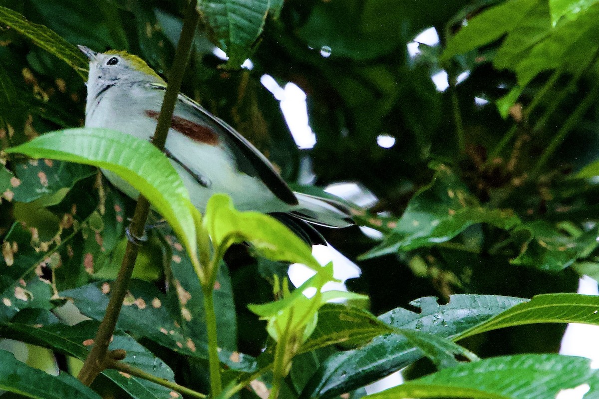 Chestnut-sided Warbler - ML645693554