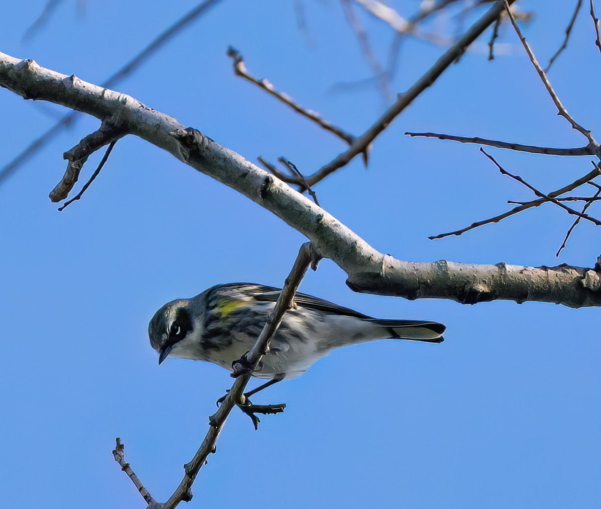 Yellow-rumped Warbler - ML645693556