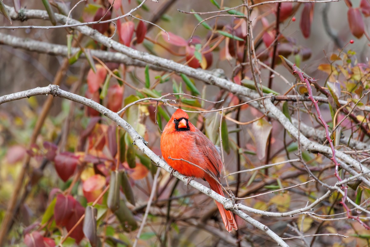 Northern Cardinal - ML645693560