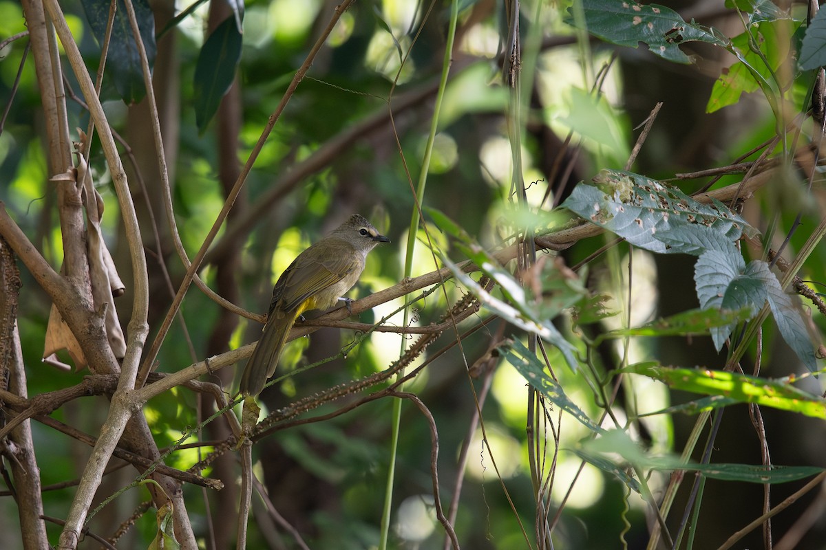 Grauohrbülbül - ML645693566