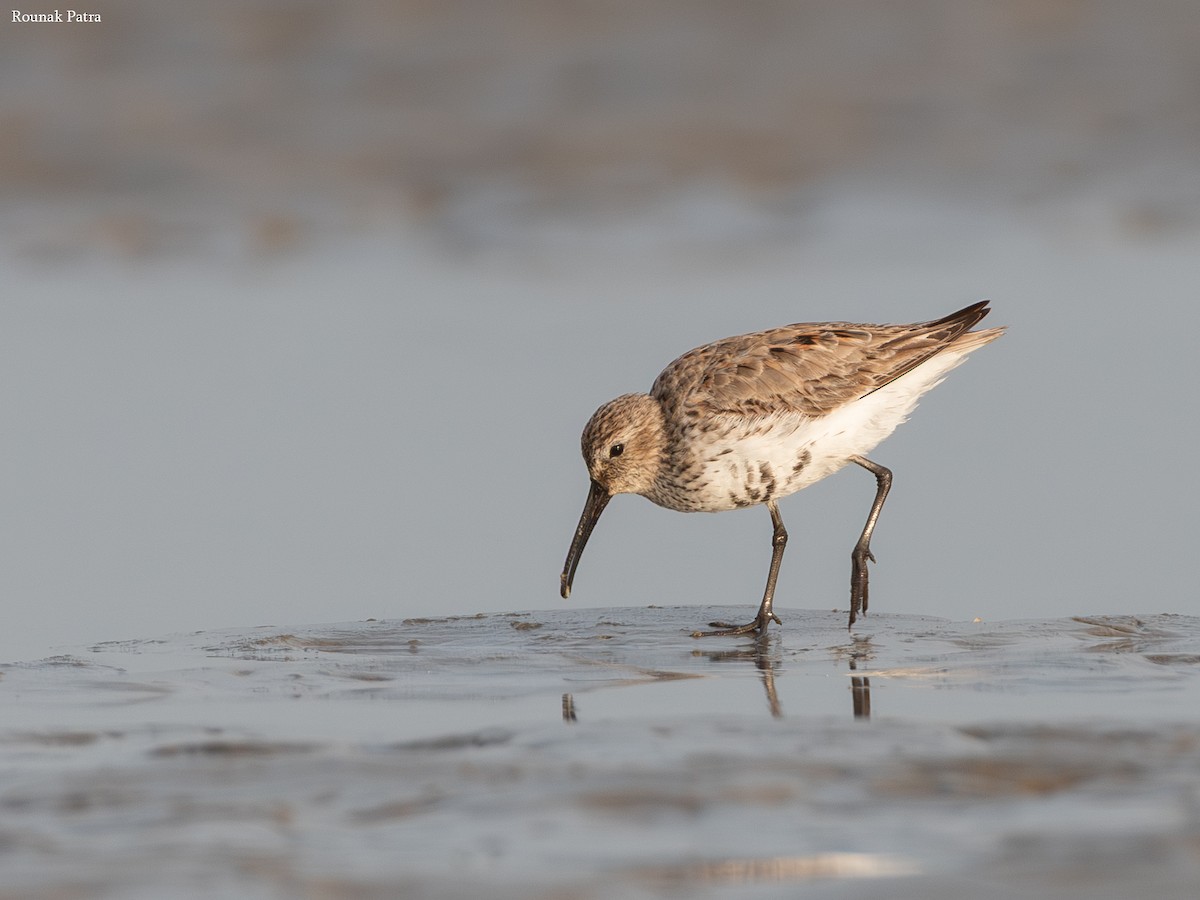 Dunlin - ML645693567
