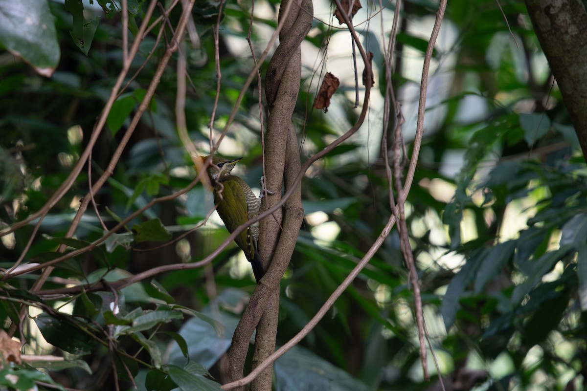 Жовна мала - ML645693571