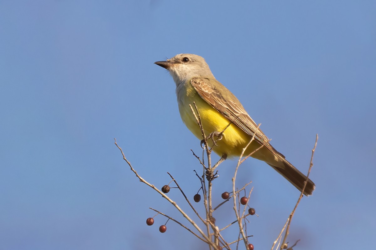 Western Kingbird - ML645693573