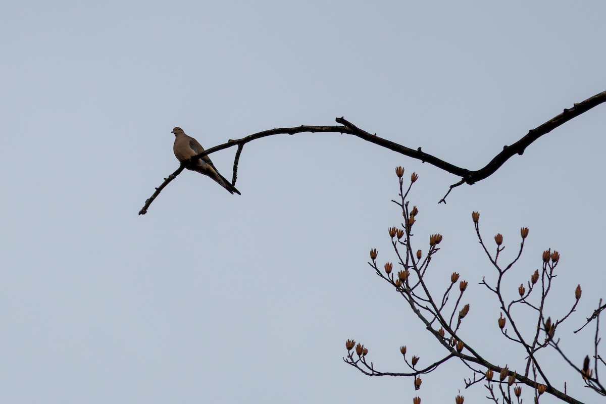 Mourning Dove - ML645693577