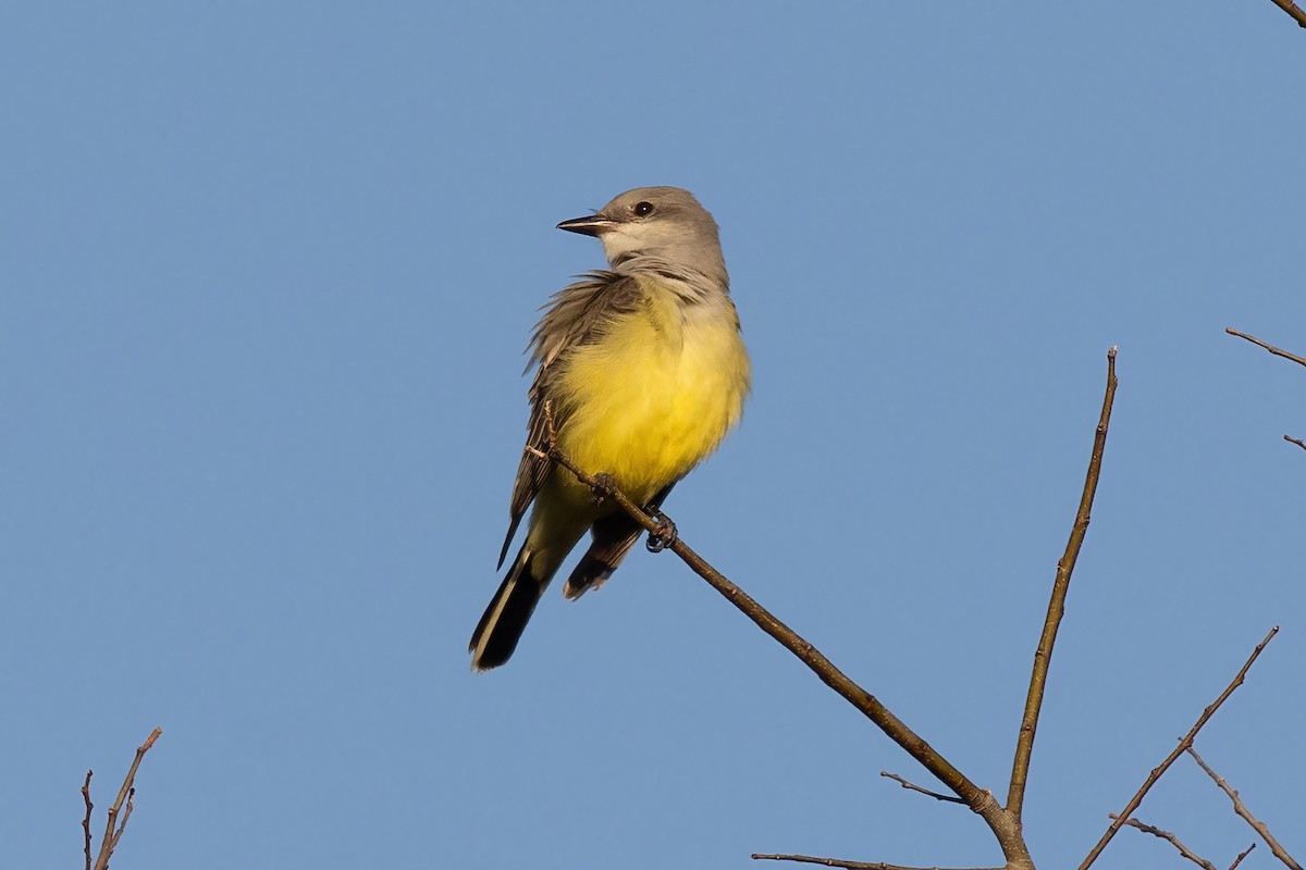 Western Kingbird - ML645693584