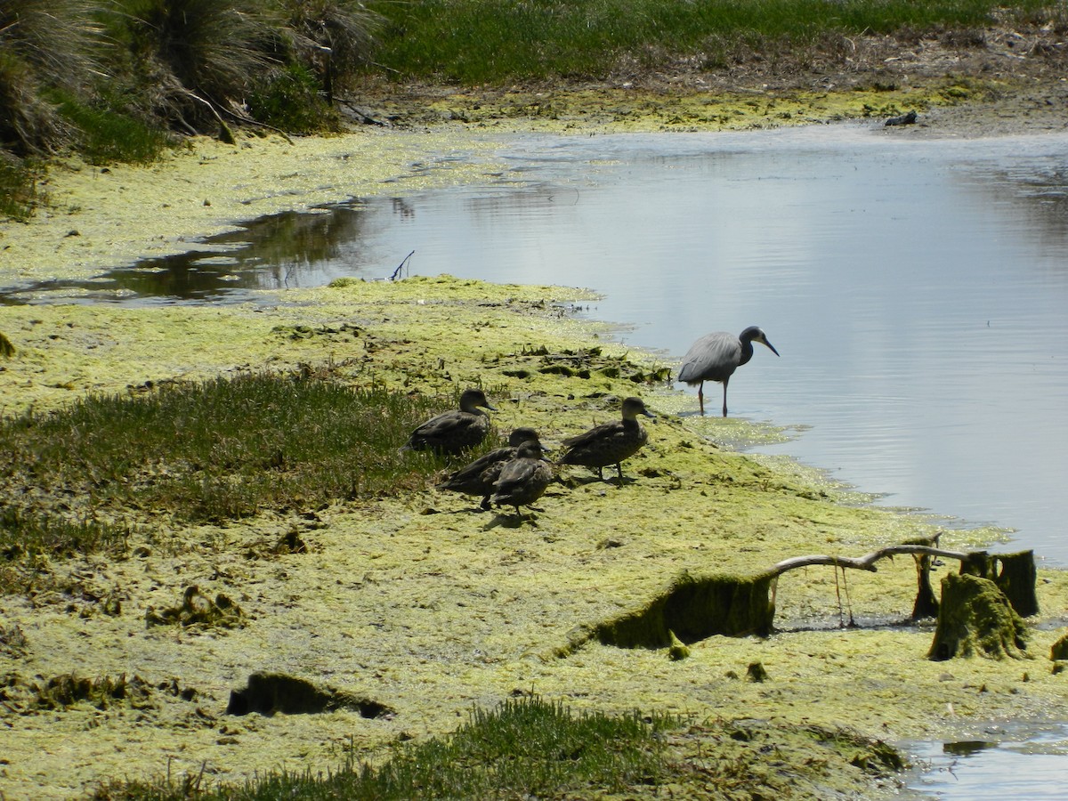 čírka bělohrdlá - ML645693608