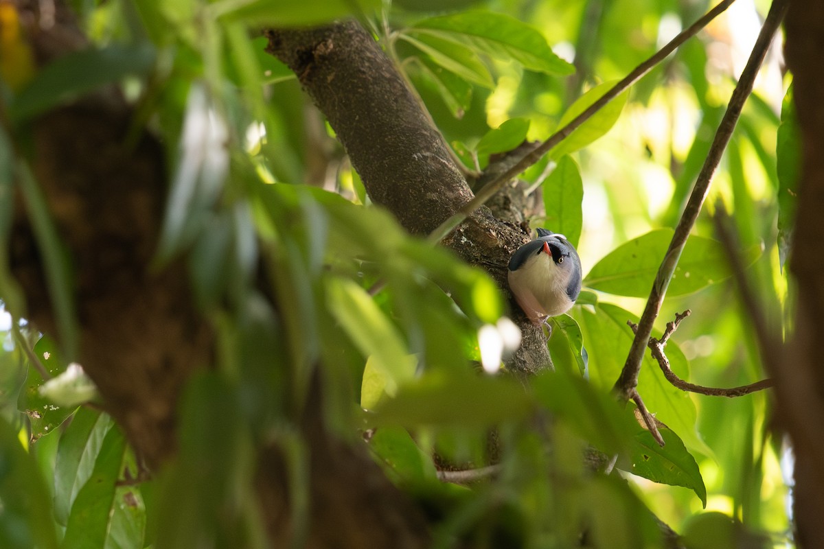 Samtstirnkleiber - ML645693609