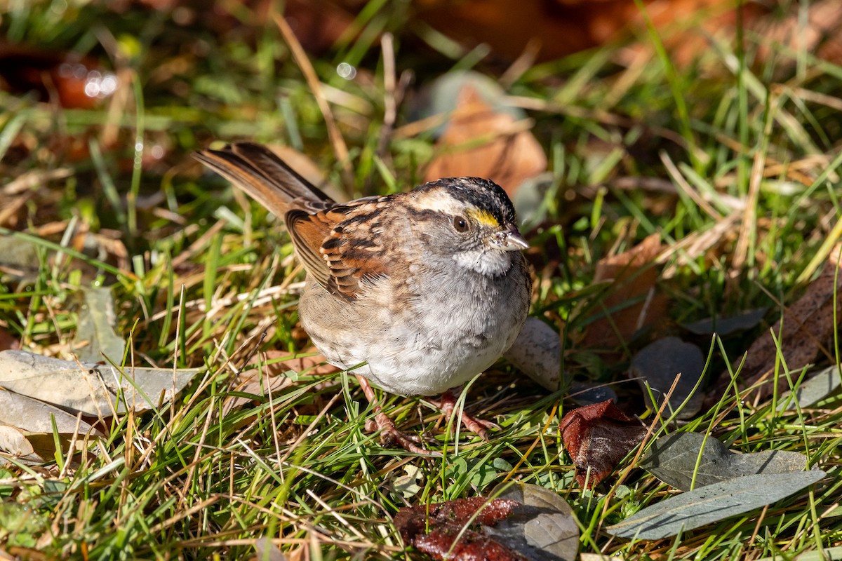 White-throated Sparrow - ML645693611