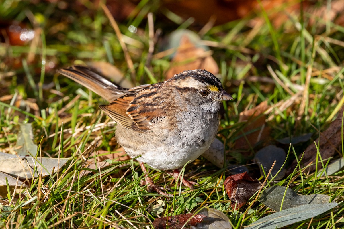 White-throated Sparrow - ML645693612