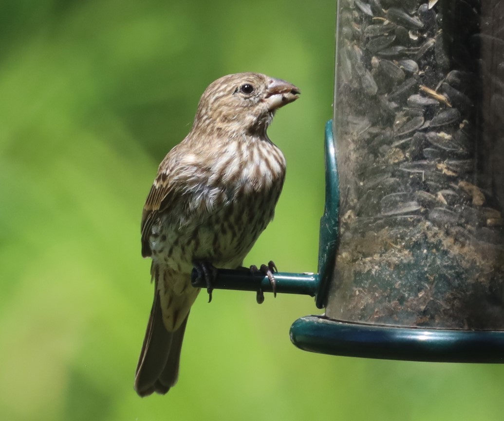 Roselin familier - ML645693617