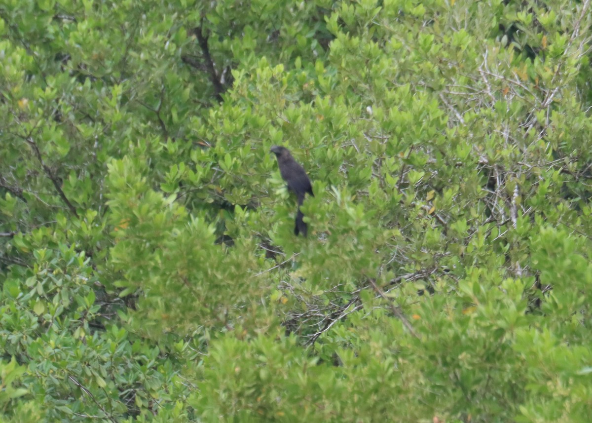 Гладкоклювая ани - ML645693645