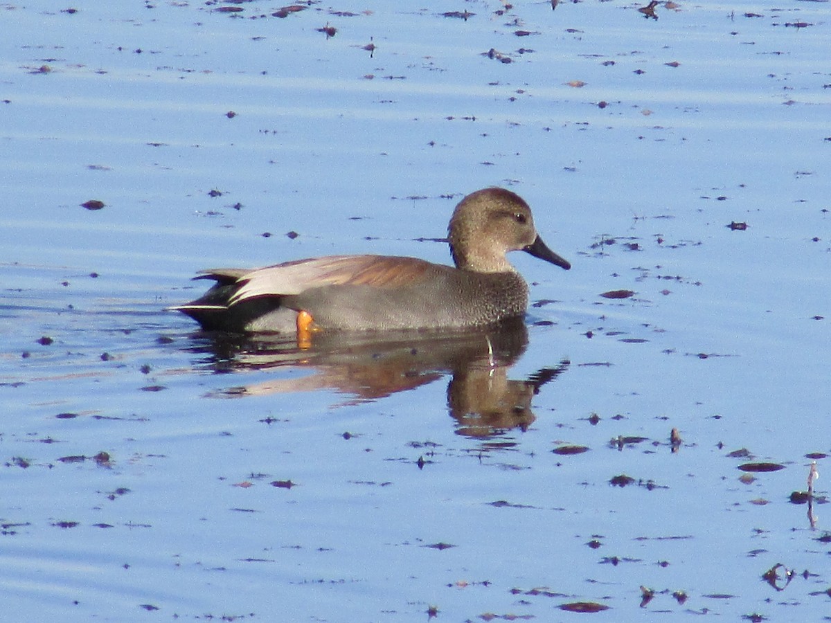 Серая утка - ML645693664