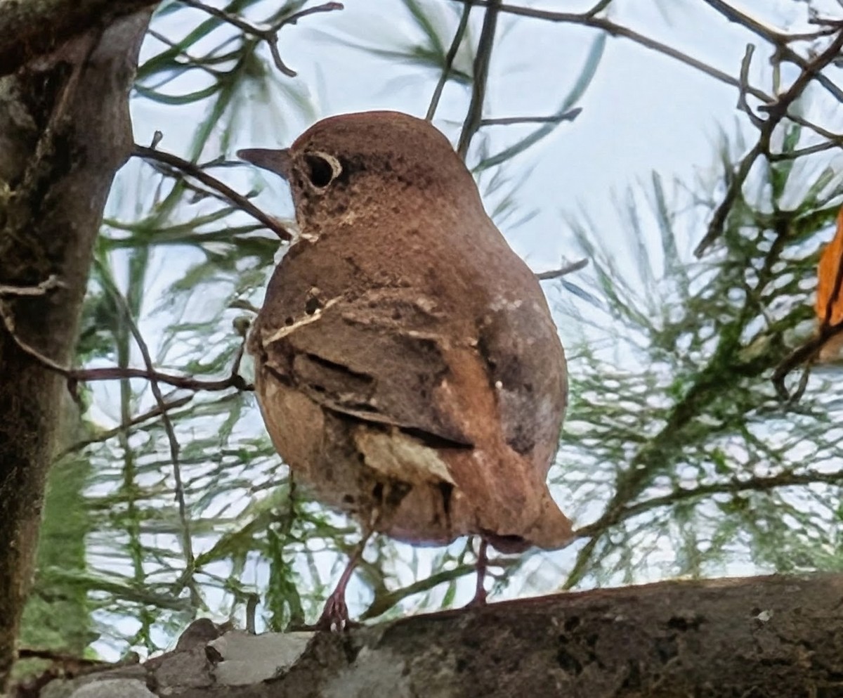Дрозд-отшельник - ML645693667
