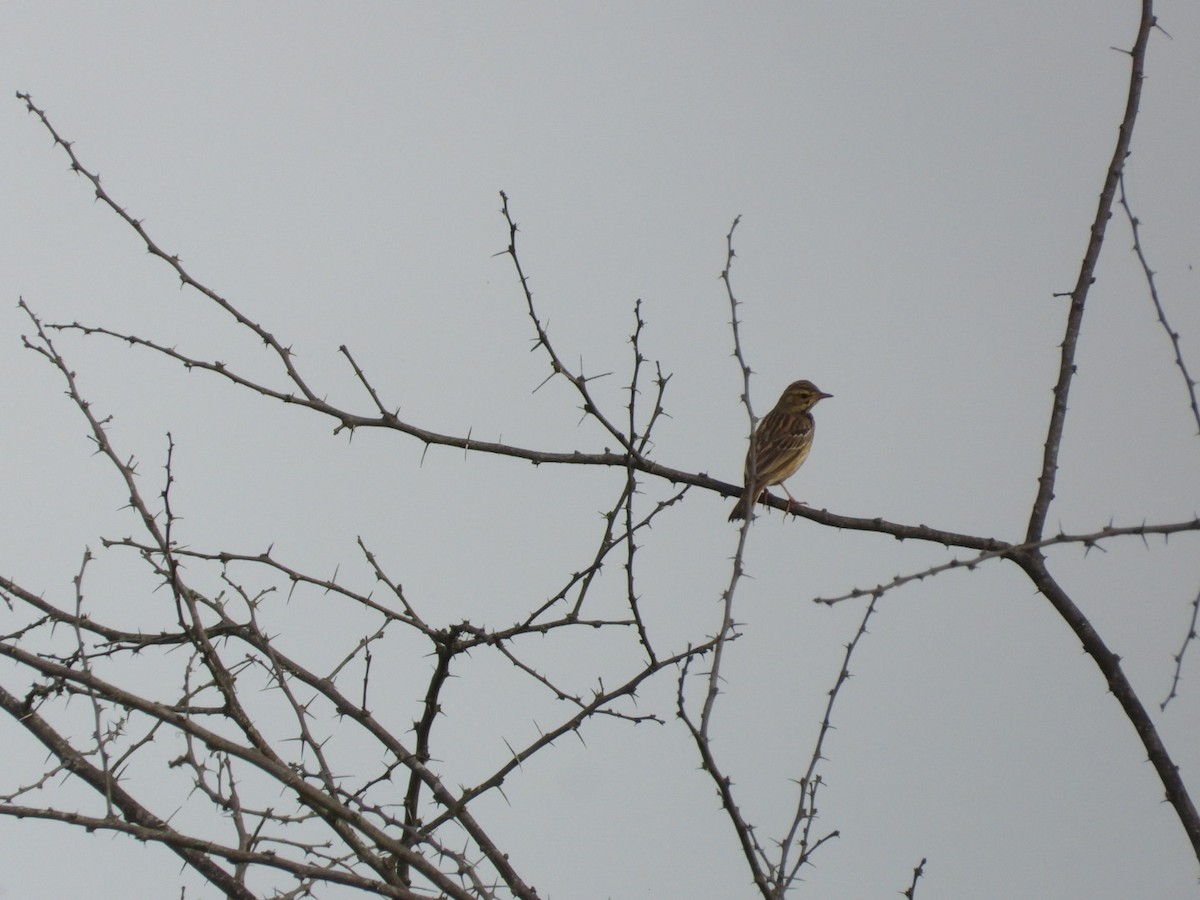 Лесной конёк - ML645693668