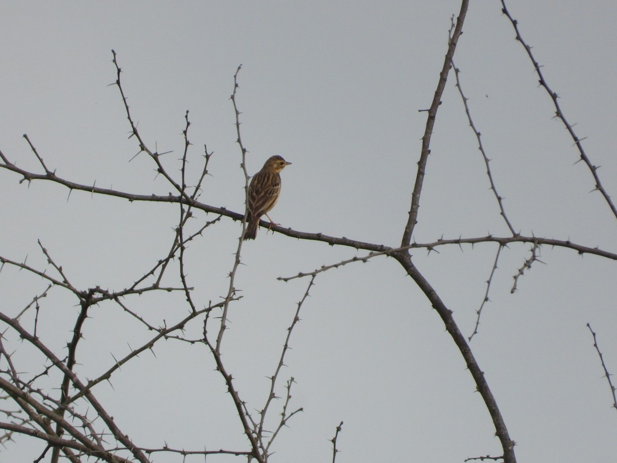 Лесной конёк - ML645693669