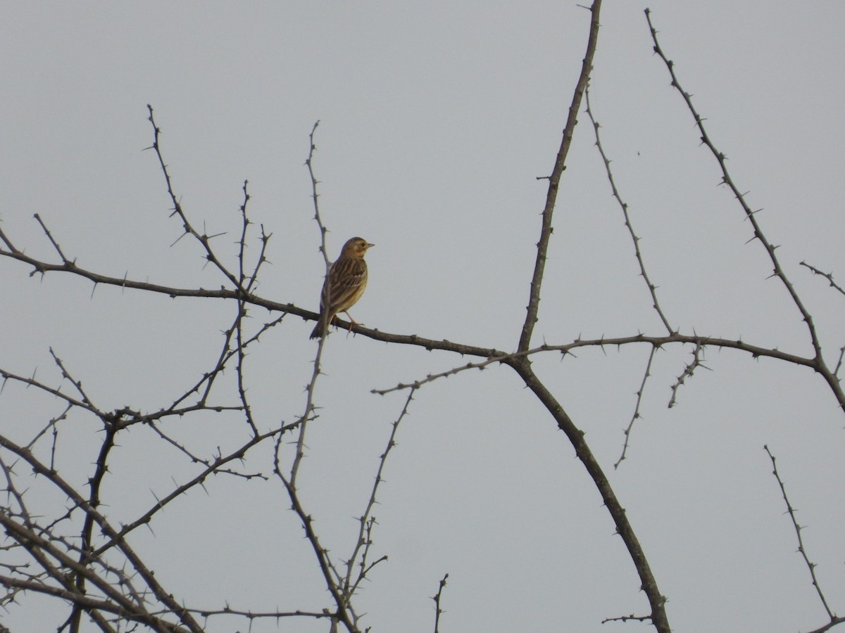 Лесной конёк - ML645693670