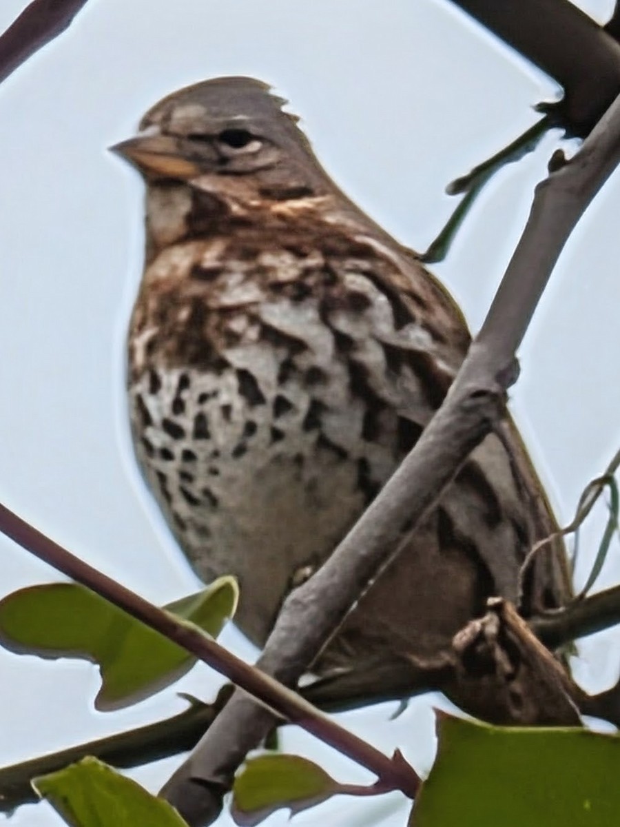 Пестрогрудая овсянка - ML645693671