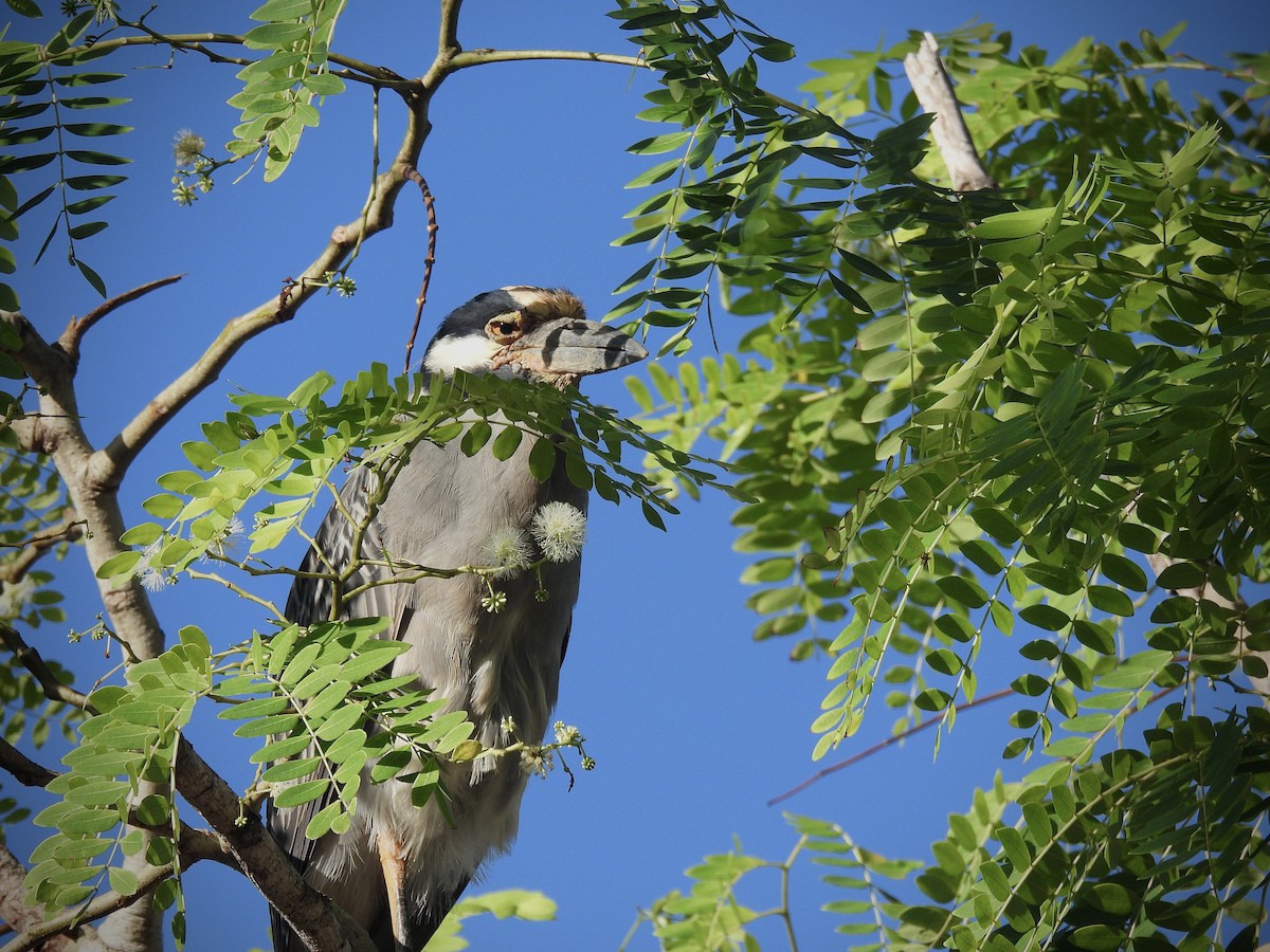 Крабовая кваква - ML645693672