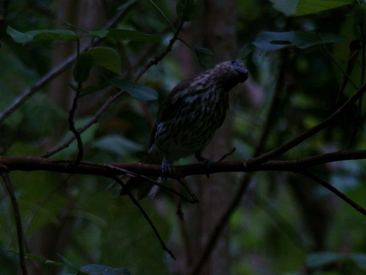 Зелёная инжирница - ML645693673