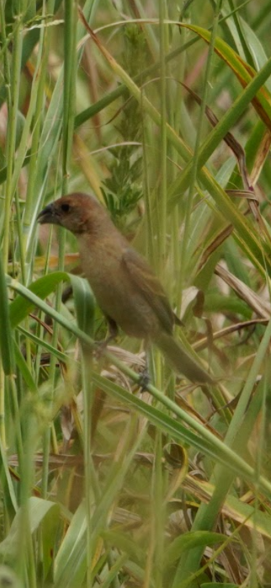 Толстоклювый колорин - ML645693674