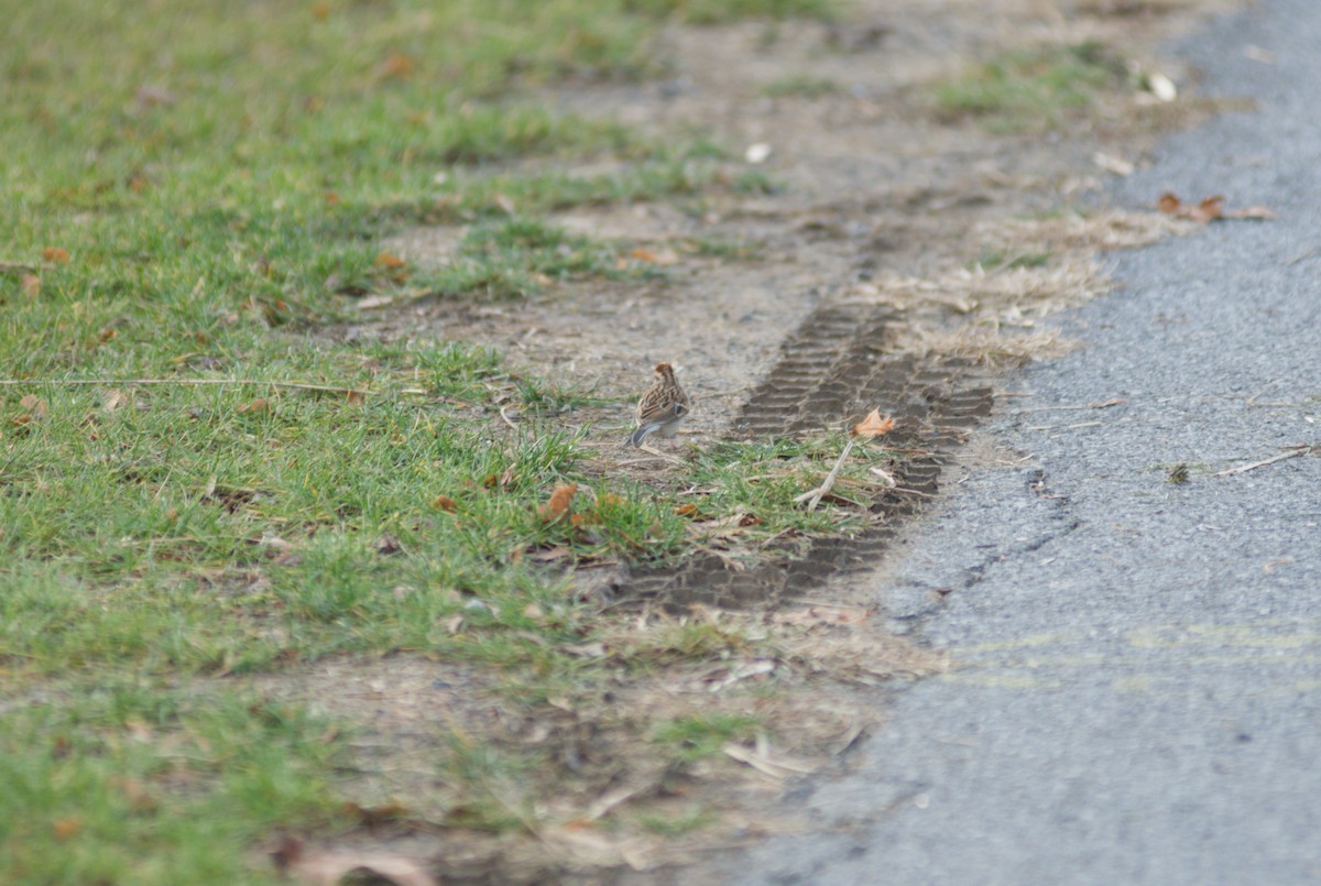 Каролинский крапивник - ML645693675