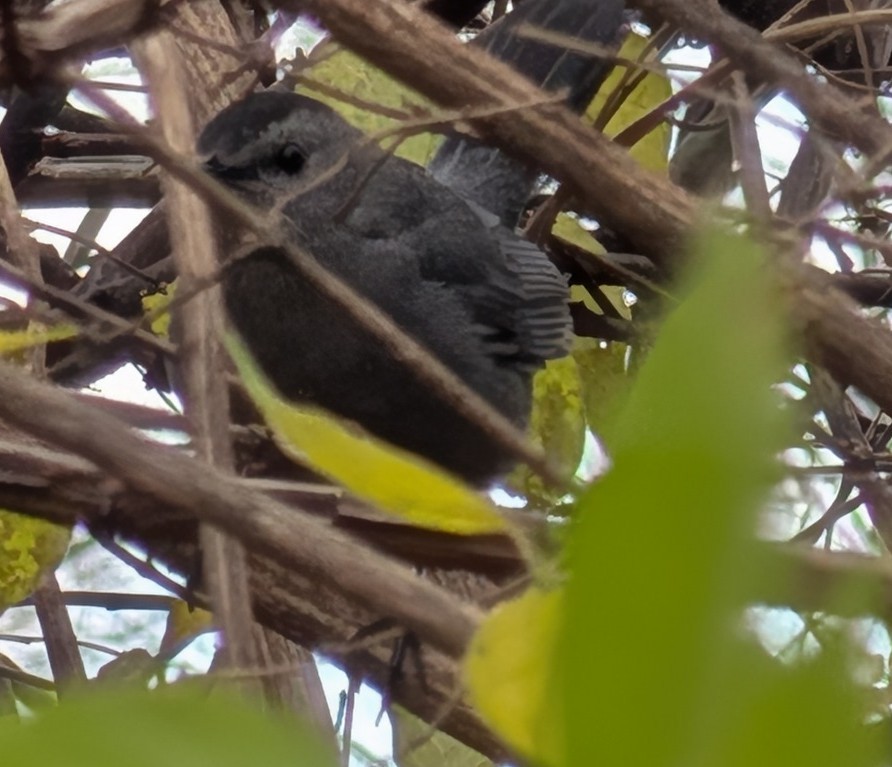 Кошачий пересмешник - ML645693676