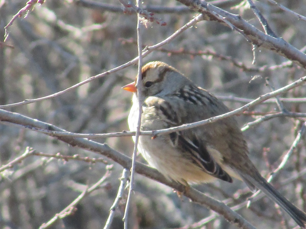 Белобровая овсянка - ML645693677
