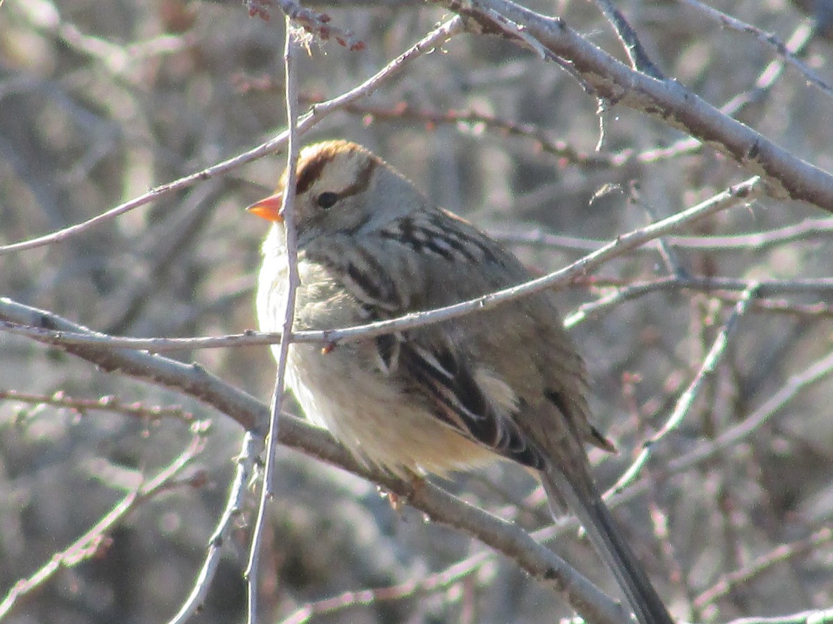 Белобровая овсянка - ML645693678