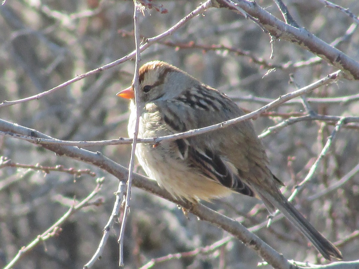 Белобровая овсянка - ML645693679