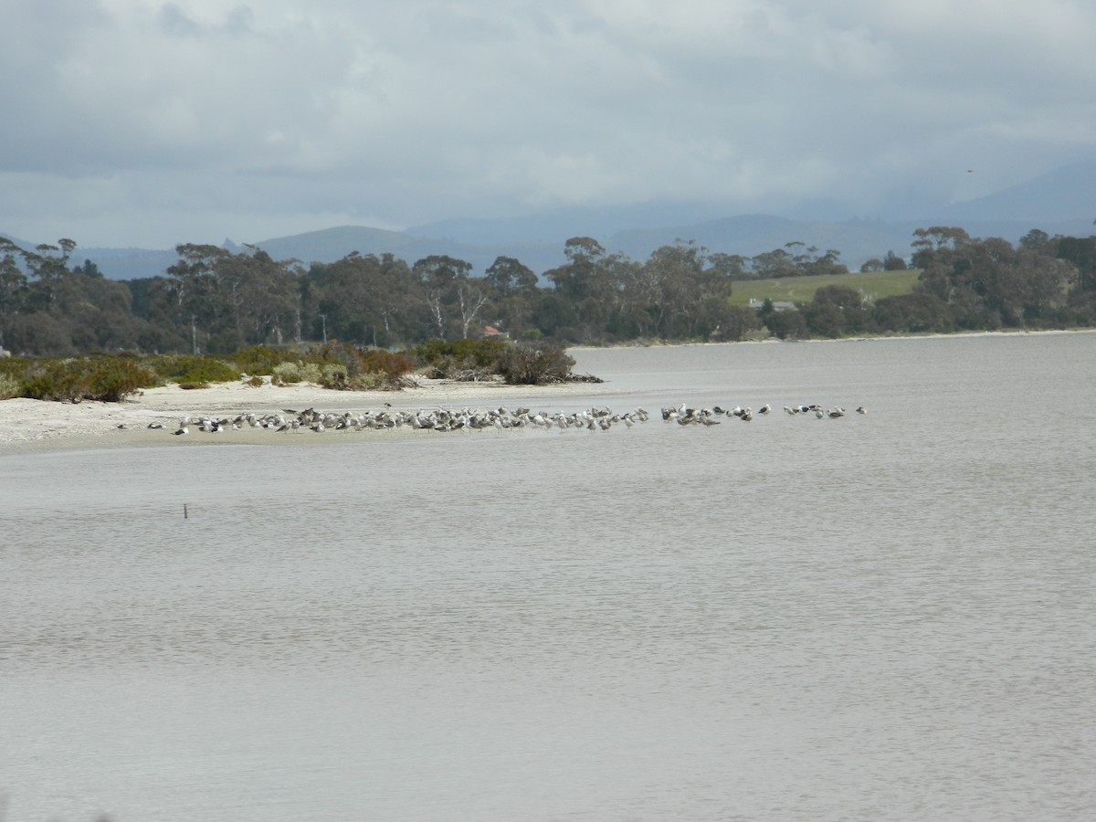 racek jižní - ML645693690