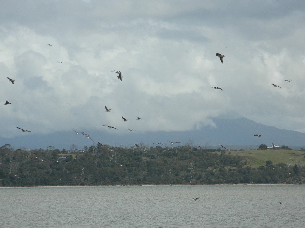 racek jižní - ML645693691