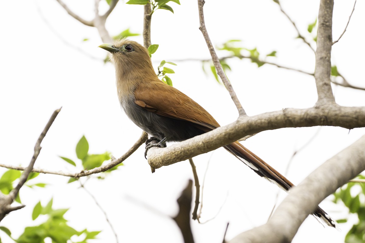 Common Squirrel-Cuckoo - ML645693694