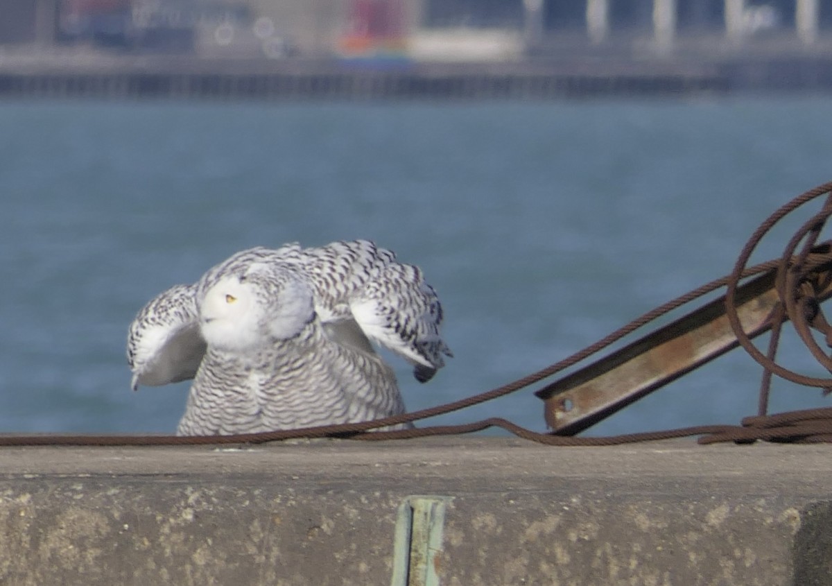 Snowy Owl - ML645693712